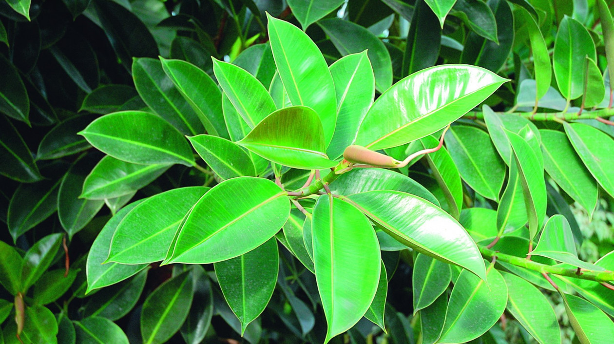 Figowiec sprężysty imponuje intensywnie zielonymi i błyszczącymi liśćmi