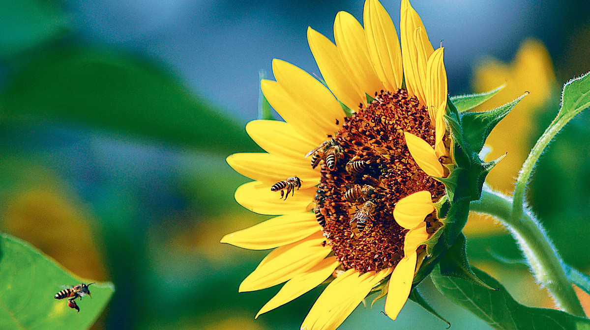 Kwiatostany w kolorze złota zwabiają liczne owady. Słoneczniki najpiękniej wyglądają w ogrodach wiejskich. Najlepiej posadzić je wzdłuż płotów