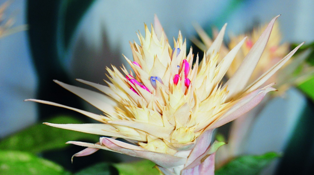 Kwiaty echmei wstęgowatej A. fasciata schowane są wśród różowych, białych lub czerwonych osadek
