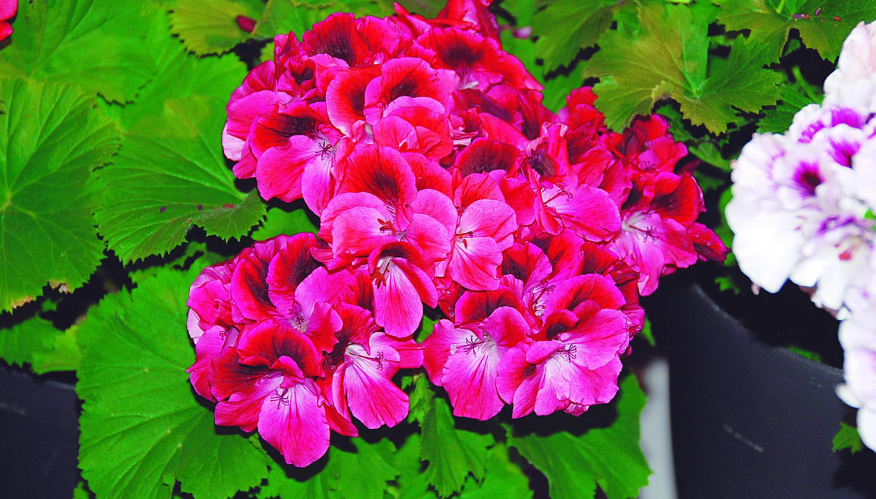 Kwiaty pelargonii angielskiej Aristo ‘Claret’ mają barwę czerwonoróżową