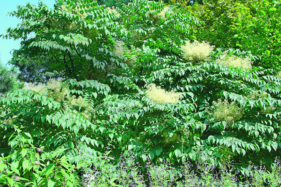 Liście aralii wysokiej są złożone, duże, o głęboko zielonym zabarwieniu
