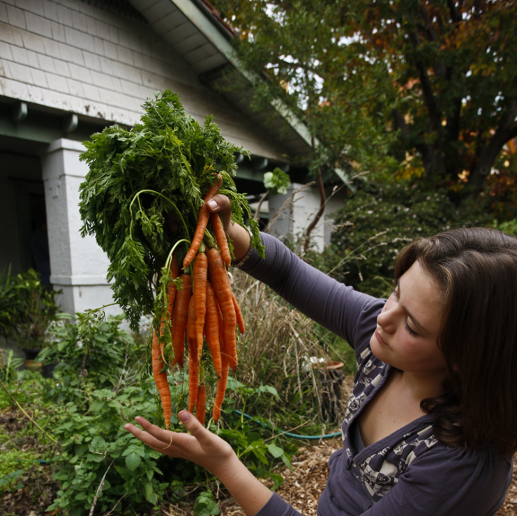 Mniam. Marchewka z własnego ogródka!