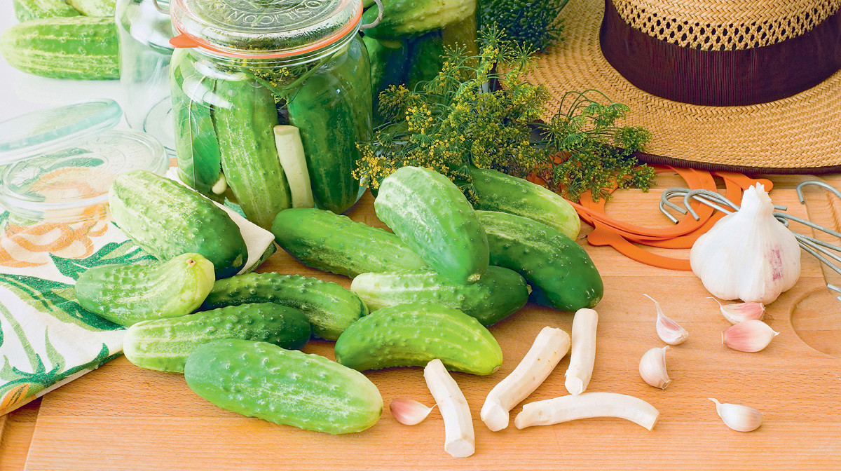 Niewielkie ogórki gruntowe doskonale nadają sią do wekowania – do kiszenia i marynowania