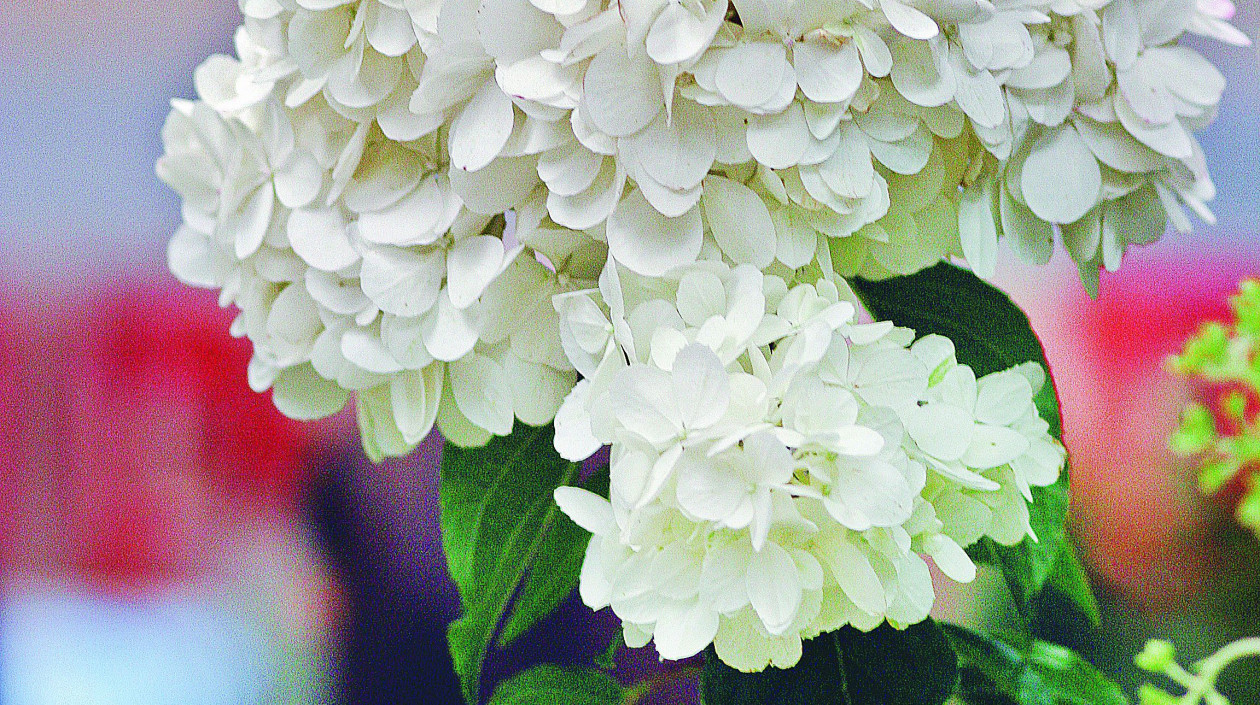 Odmiana ‘Renhy’ to królowa wśród hortensji bukietowych. Ma okazałe białe kwiatostany, które z czasem różowieją 