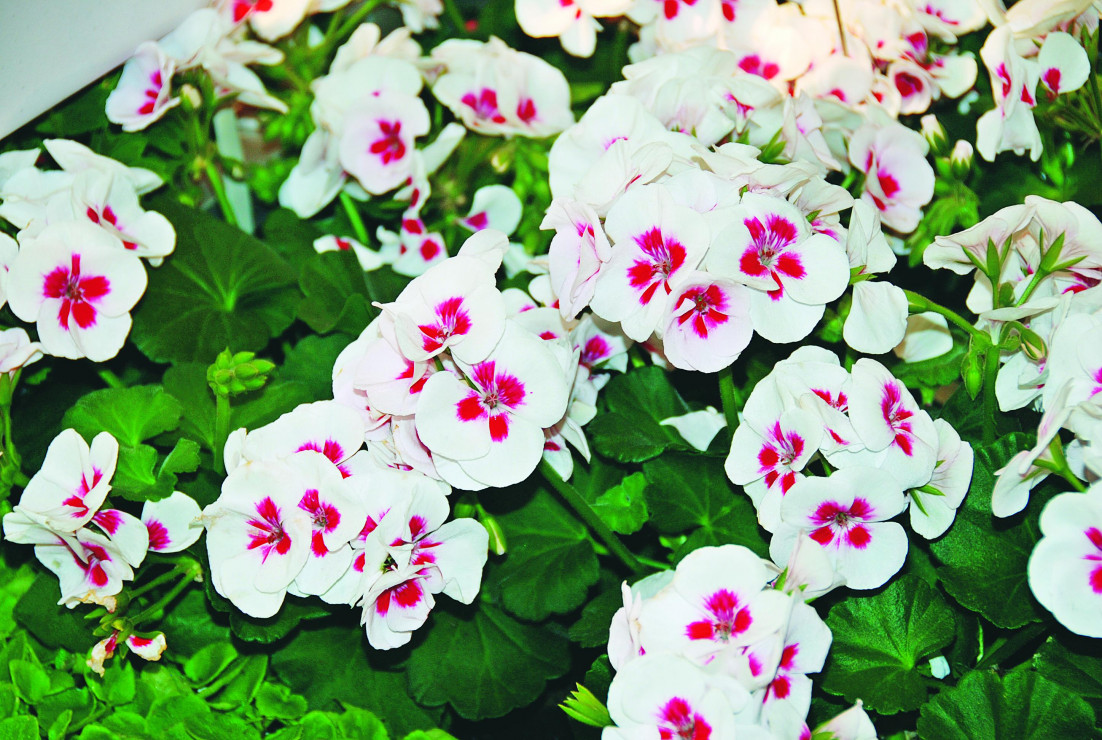 Odmiana ‘white sPlash’ z grupy Americana pelargonii rabatowych przyciąga wzrok