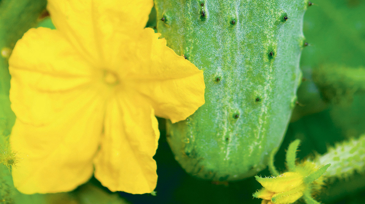 Ogórki gruntowe charakteryzują się brodawkami, które gęsto pokrywają ich zieloną skórkę