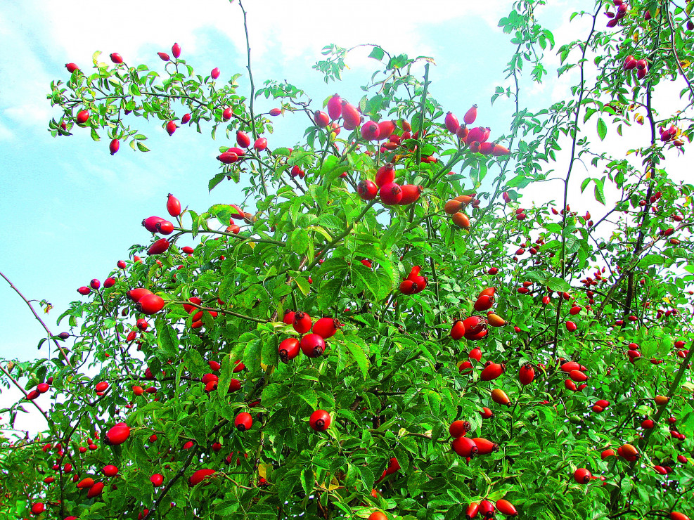 Owoce można przetwarzać na wyśmienite konfitury i bardzo dobre jakościowo wino