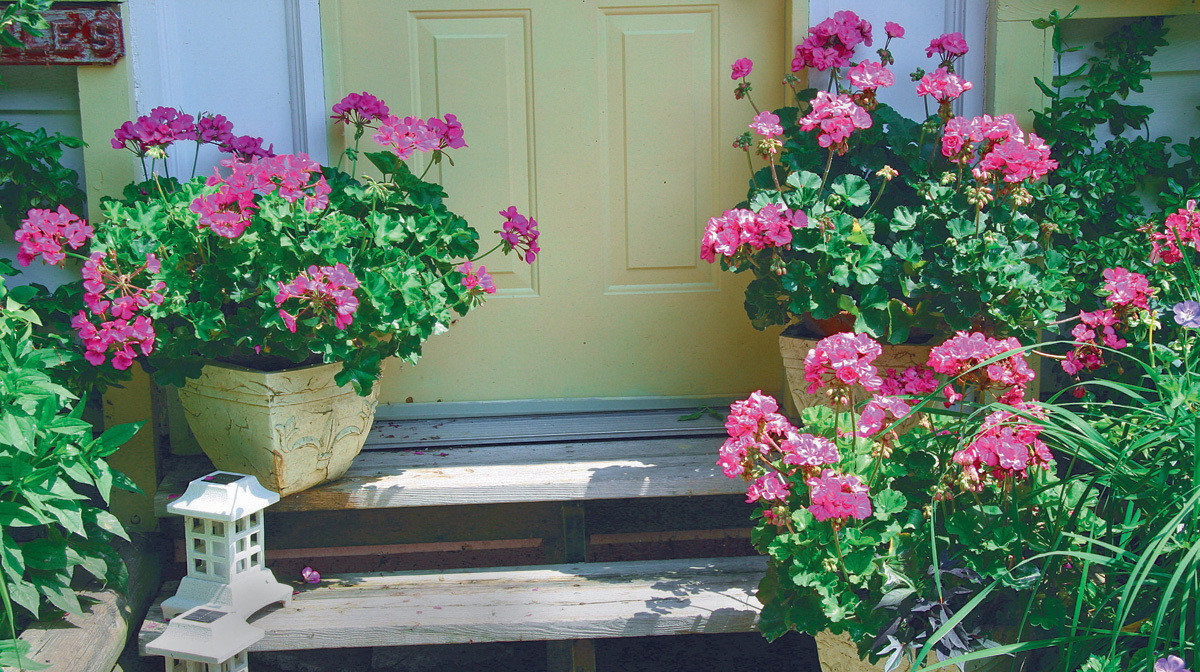 Pelargonia ‘Mexican Tomacat’to kolorowa przedstawicielka pelargonii bluszczolistnych