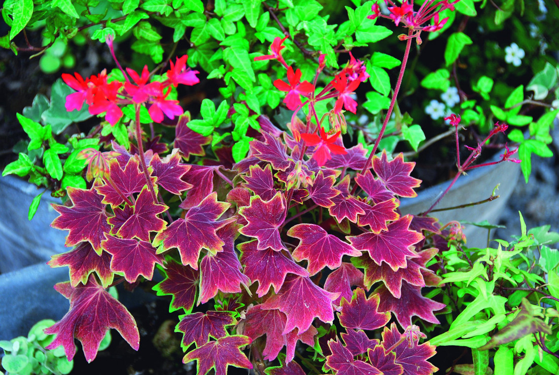 Pelargonia rabatowa ‘Vanouver Centennial’ to dowód na to, że pelargonie mogą mieć także dekoracyjne liście