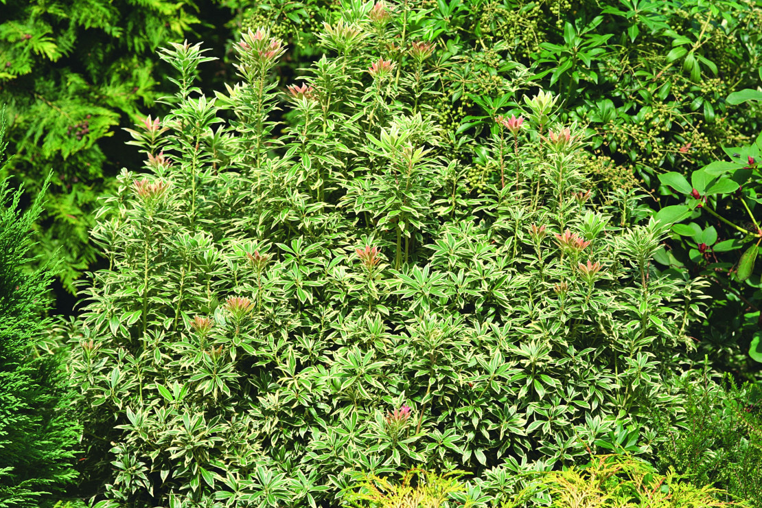 Peris japoński ‘Variegata’ bardzo dobrze komponuje się posadzony w grupie z innymi roślinami wrzosowatymi