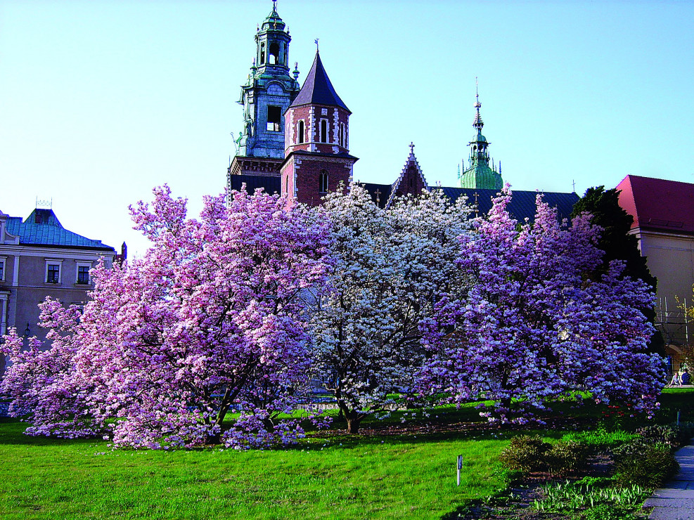 Płatki (tepale) magnolii pośredniej mogą mieć wybarwienie od białego, poprzez różowy, do różnych odcieni purpury