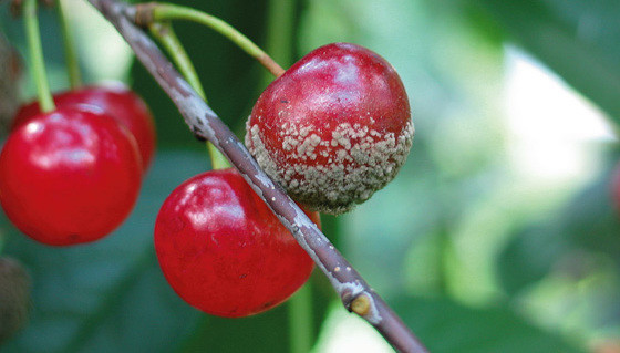 Porażone przez brunatną zgniliznę drzew pestkowych owoce wiśni