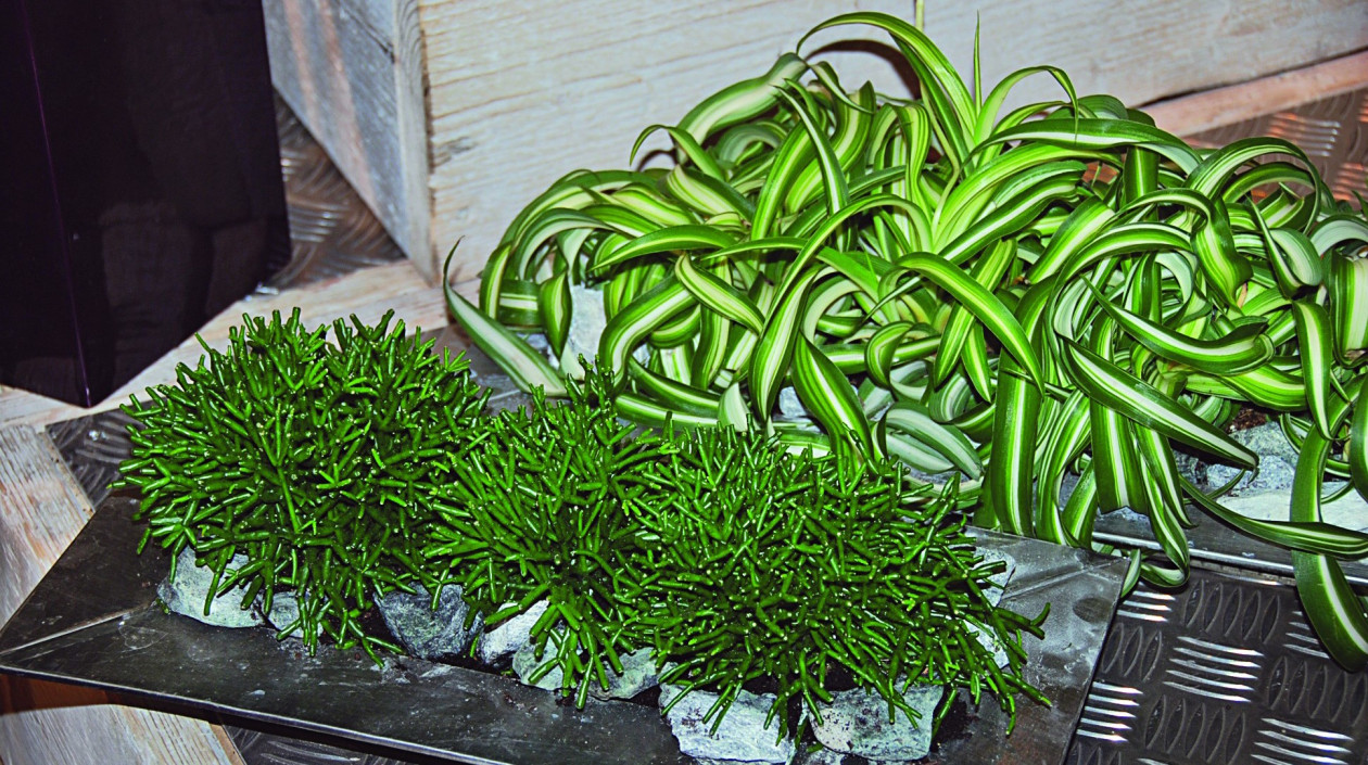 Rhipsalis dobrze komponuje się z wieloma roślinami doniczkowymi, np. zielistką Sternberga ‘Bonnie’