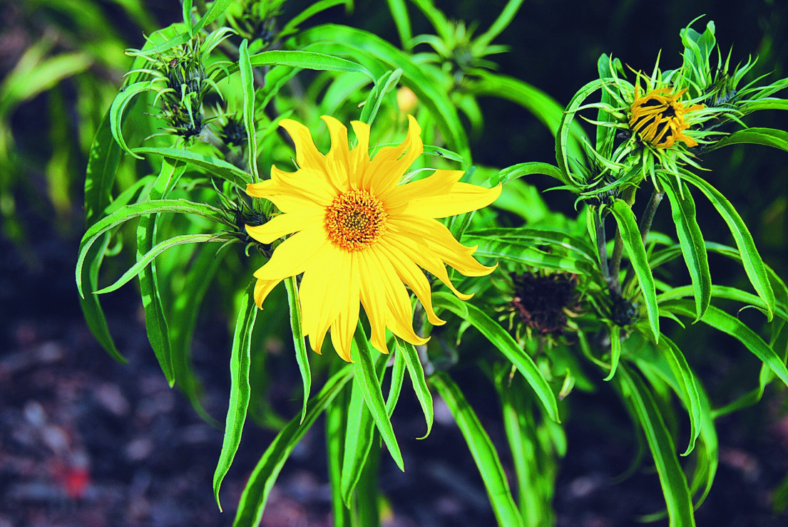 Słonecznik wierzbolistny Helianthus salicifolius to gatunek bylinowy. Charakteryzuje się długimi wąskimi liśćmi