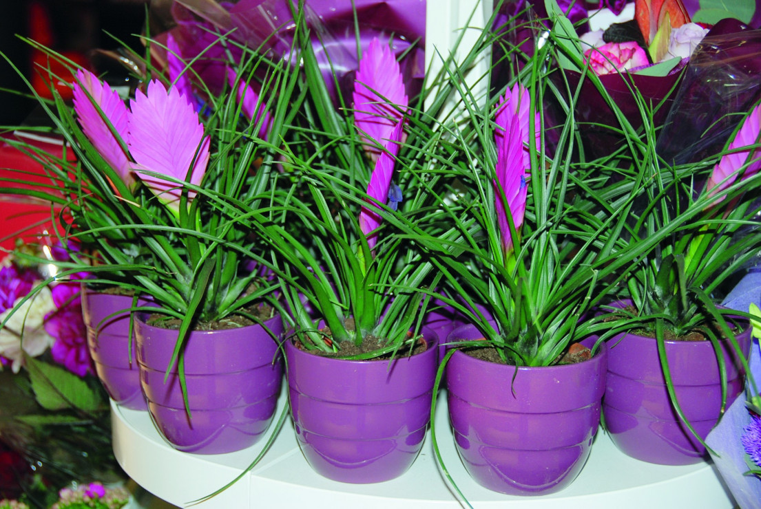 T. cyanea to odmiana, która wyróżnia się spłaszczonymi purpurowo-różowymi kwiatostanami i dużymi fioletowymi kwiatami
