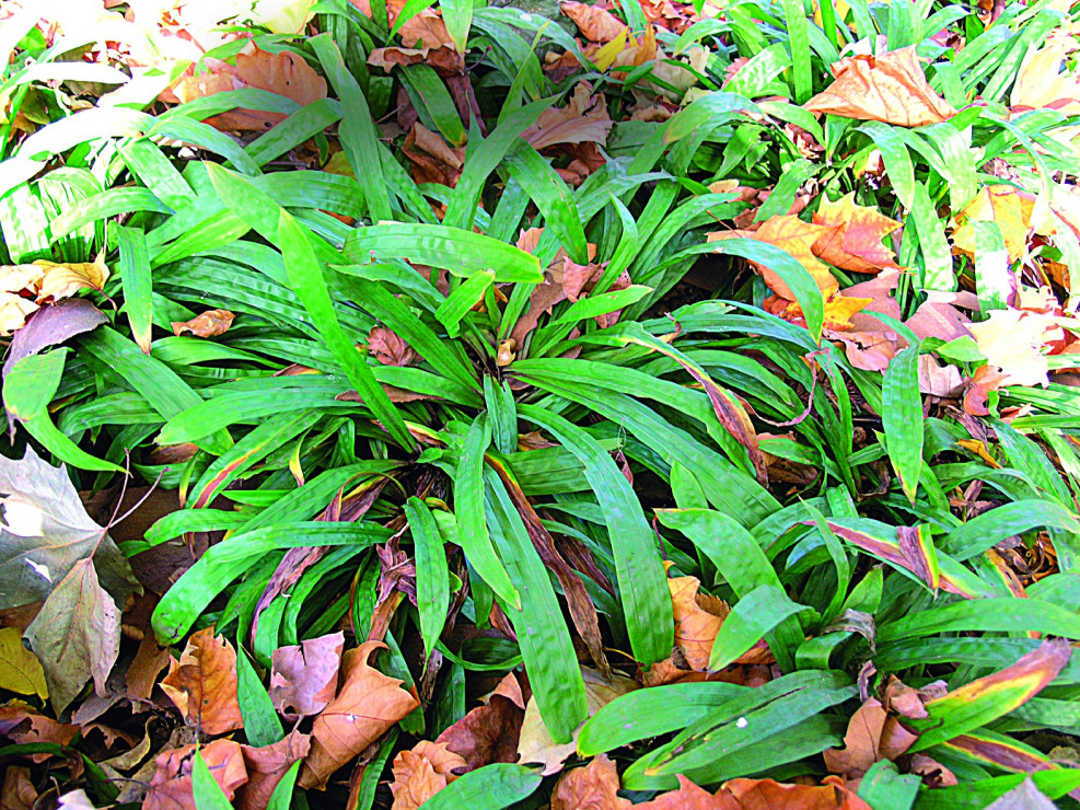 Turzyca bobkowata ma liście zimozielone. Ładnie wygląda w nieregularnych grupach obok paproci
