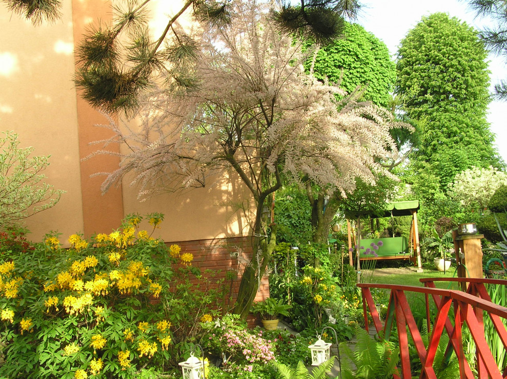 AZALIA PONTYJSKA co roku obsypuje się pachnącymi kwiatami, kwitnace drzewo tamaryszka a w tle ponad 70-letni kasztan i lipa