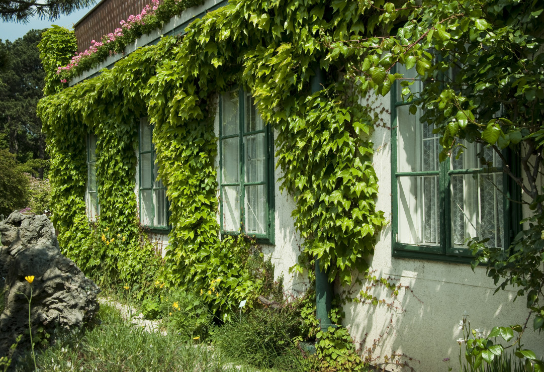 Bluszcz