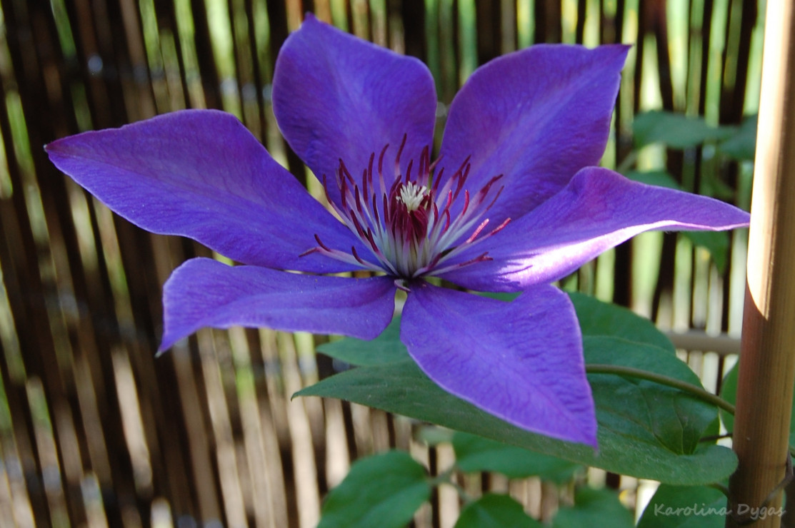 Clematis "The President" niestety nie przetrwał zimy na balkonie... 