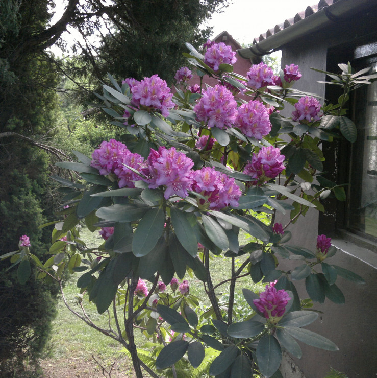 Cudny rododendron