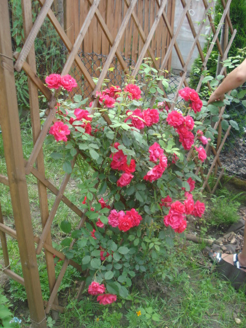 Czerwone róże - pierwszy rok po posadzeniu