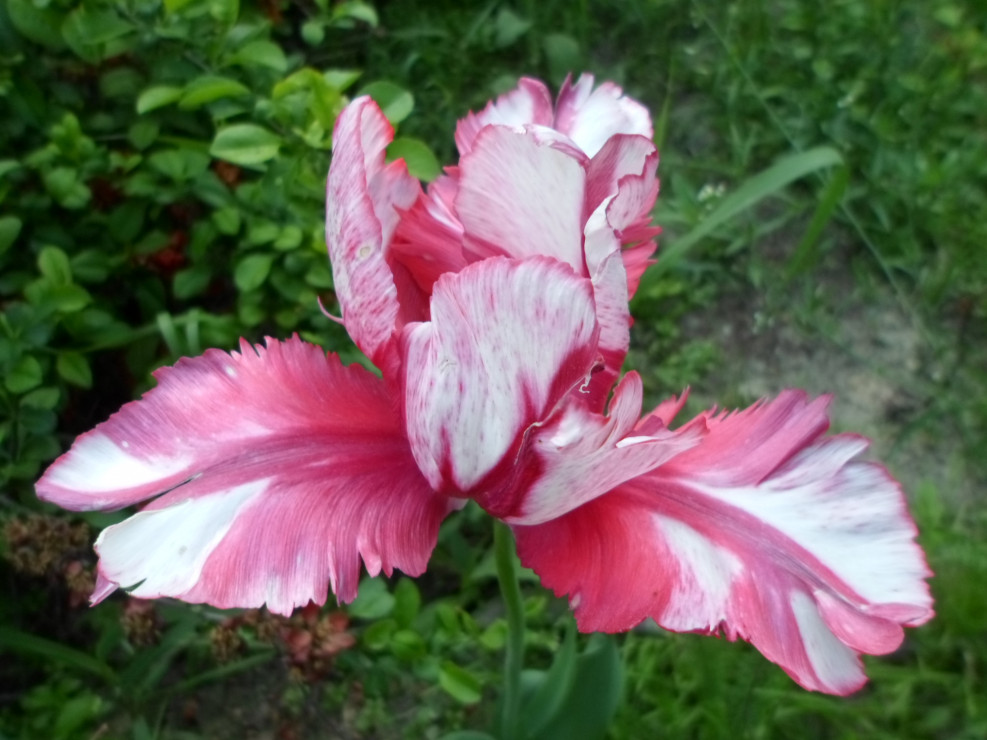 Czy to nie jest  piękny tulipan?