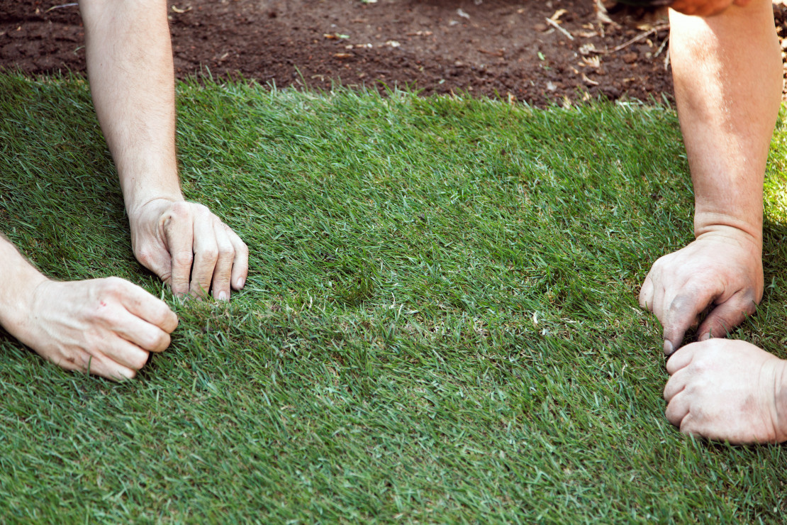 Dopasowywanie darni. 
Kawałki darni powinny do siebie dokładnie przylegać. Po układanym trawniku należy stąpać bardzo ostrożnie. Deska zmniejsza nacisk ciała na powierzchnię trawnika.
