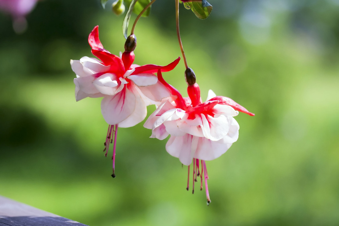 Kwiaty fuksji mieszańcowej są zazwyczaj dwu- lub trójbarwne. Kwiaty bywają pojedyncze, półpełne lub pełne