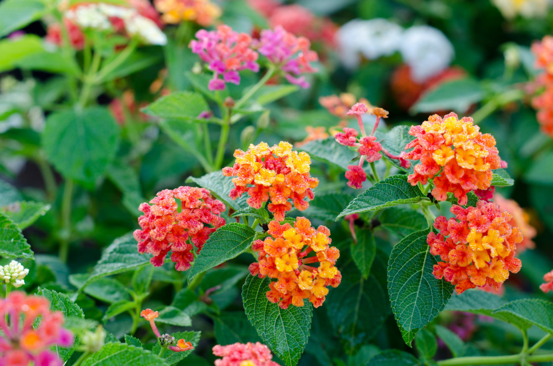 Lantana  kwitnie od wiosny do późnej jesieni