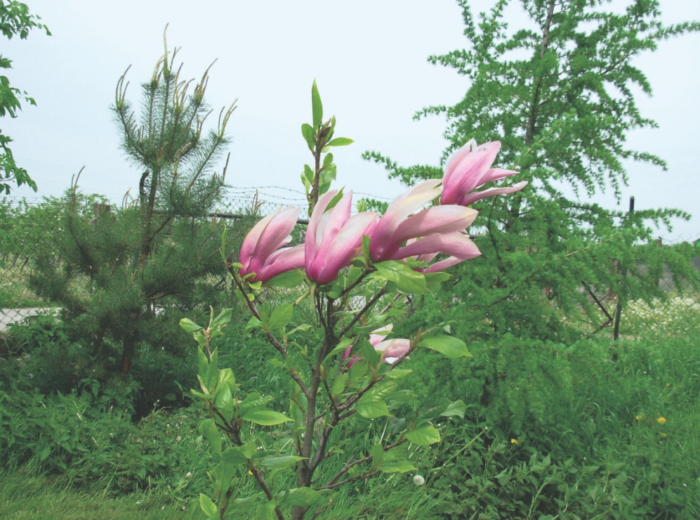 Magnolia ładnie rozkrzewi się na boki, jeśli obetniemy jej czubek