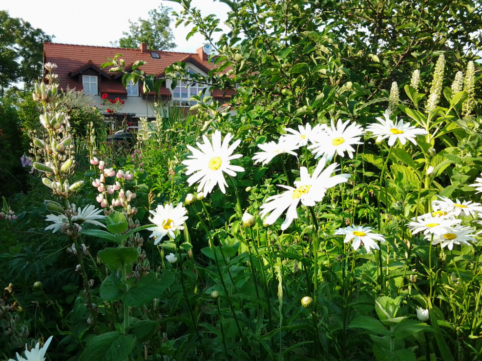 Margaretki