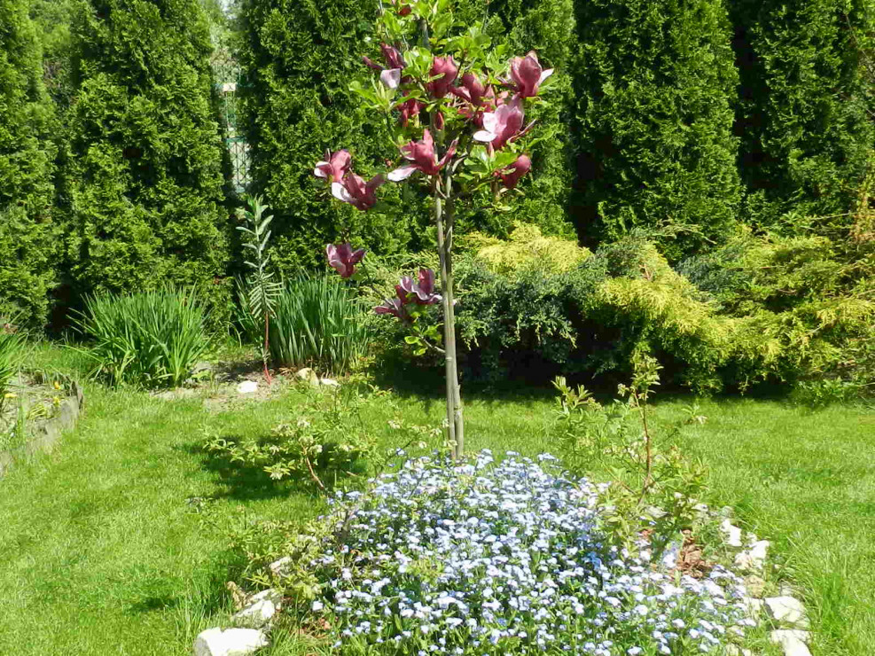 Moja młoda ''arystokratka''magnolia''Nigra'' a pod nią dywan z niezapominajek