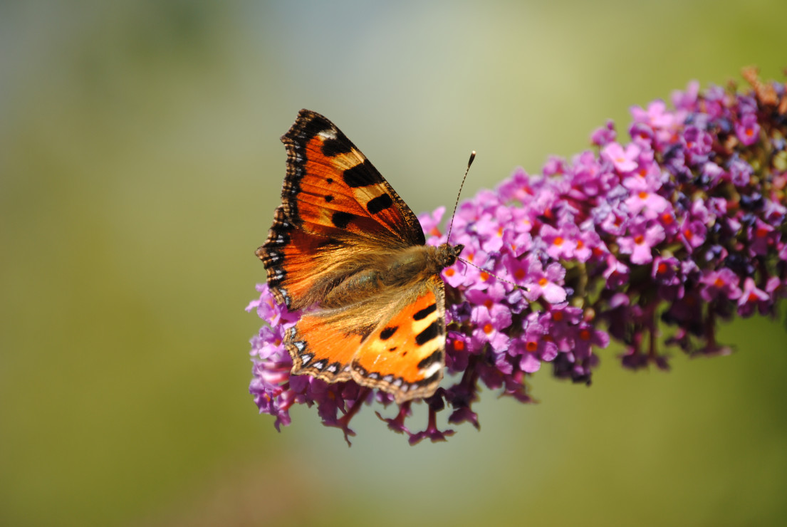 Motyl rusałka pokrzywnik na kwiatostanie budlei