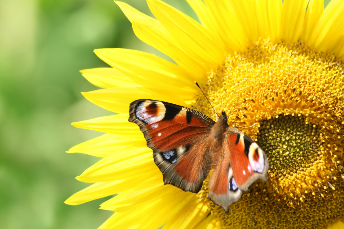 Pięknie opalizujące pawie oczka zdobią po jednym każde skrzydło rusałki pawika. Motyle tego gatunku bardzo często pojawiają się w ogrodzie. Swoje jaja składają na liściach chmielu i pokrzywy