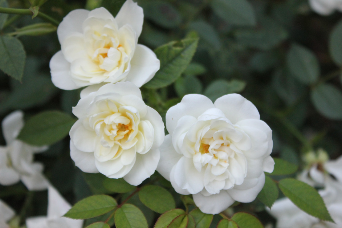 Róża wielokwiatowa rabatowa
