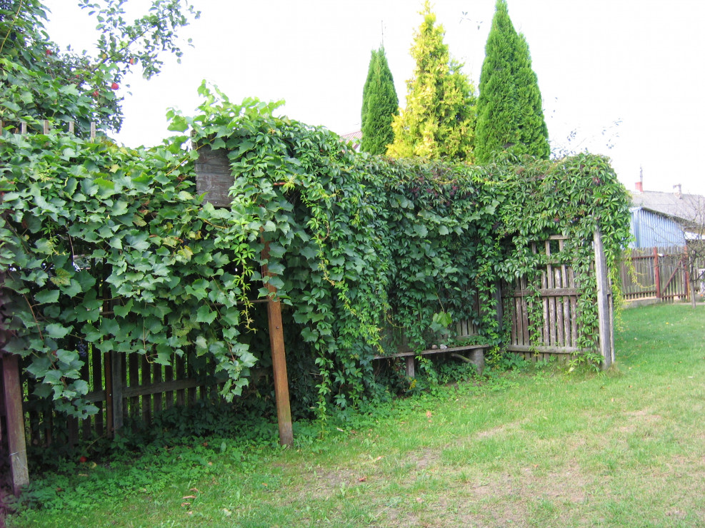 ROŻEK