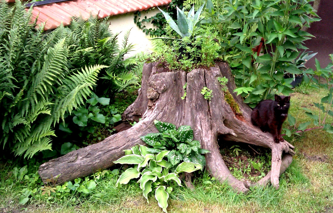 Stary korzeń - nowe życie. Obsadzony przeróżnymi roślinami zielonymi, jest dobrym drapakiem dla kotów :)