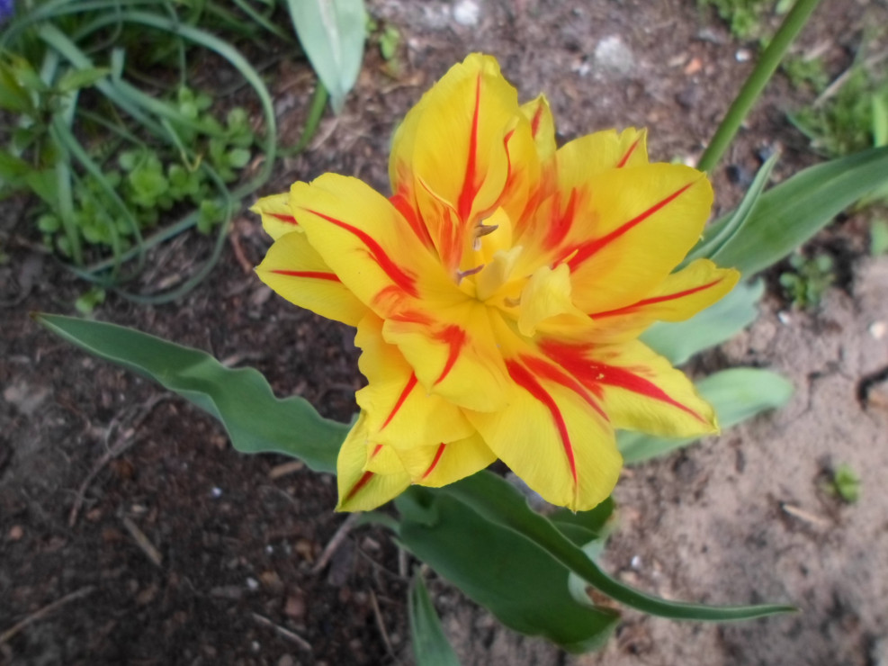 To mój ulubiony tulipan