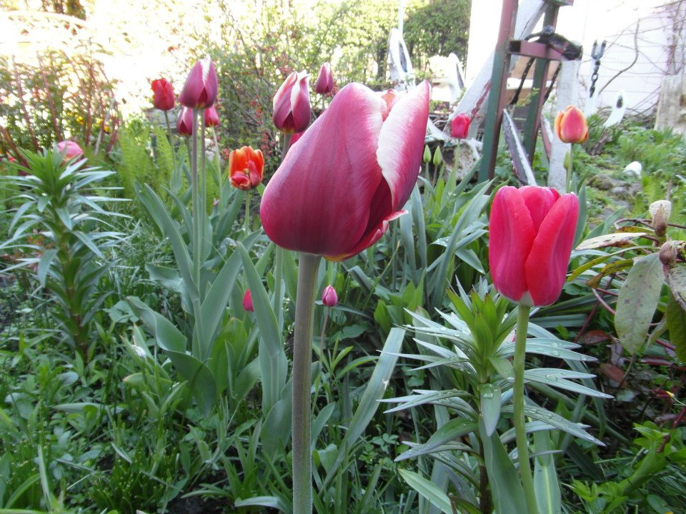 tulipanki 