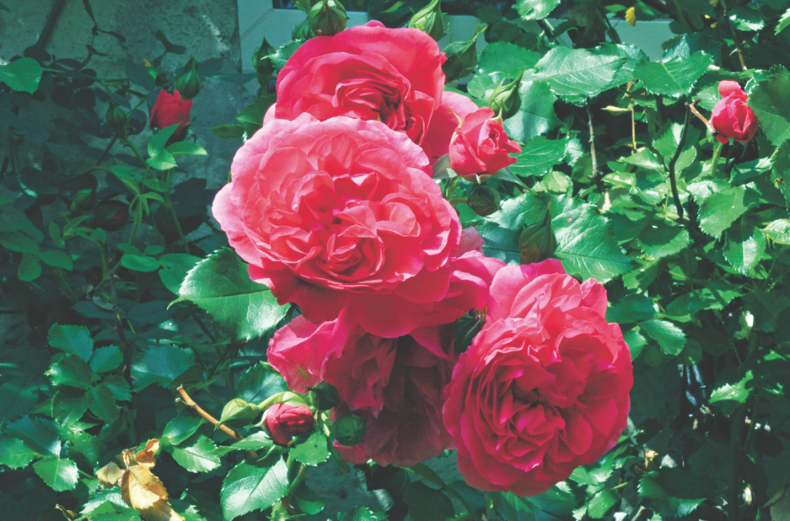 W ogrodzie oszałamiająco pachną piękne kwiaty: róże, glicynie, powojniki, lilie i lawenda