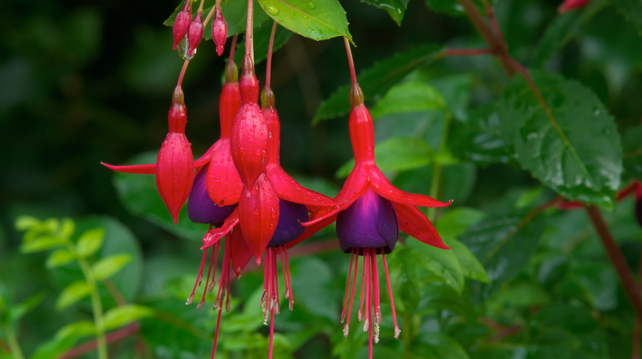 W palecie kolorów można spotkać biel oraz wszystkie odcienie różu, czerwieni, fioletu, a nawet granatu