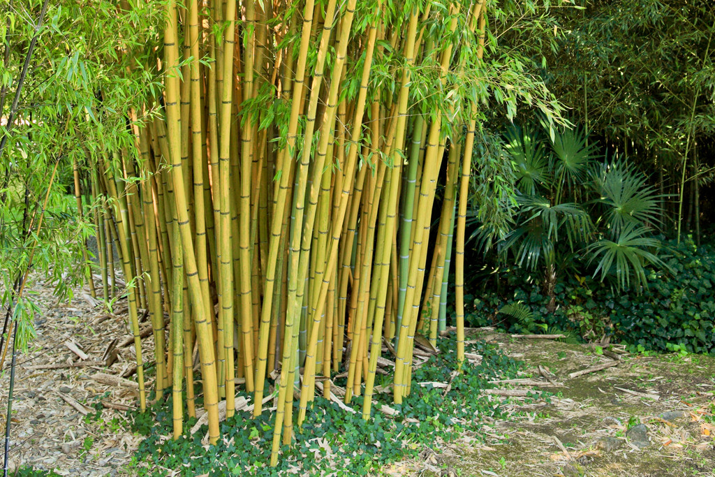 Bambusy z rodzaju Fargesia nie są ekspansywne i wypuszczają tylko krótkie rozłogi korzeniowe