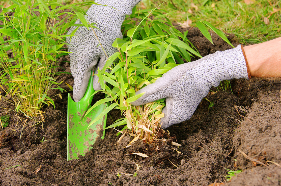 Bambusy z rodzaju Phyllostachys sadźmy najlepiej w osłonie zapobiegającej rozrostowi kłączy