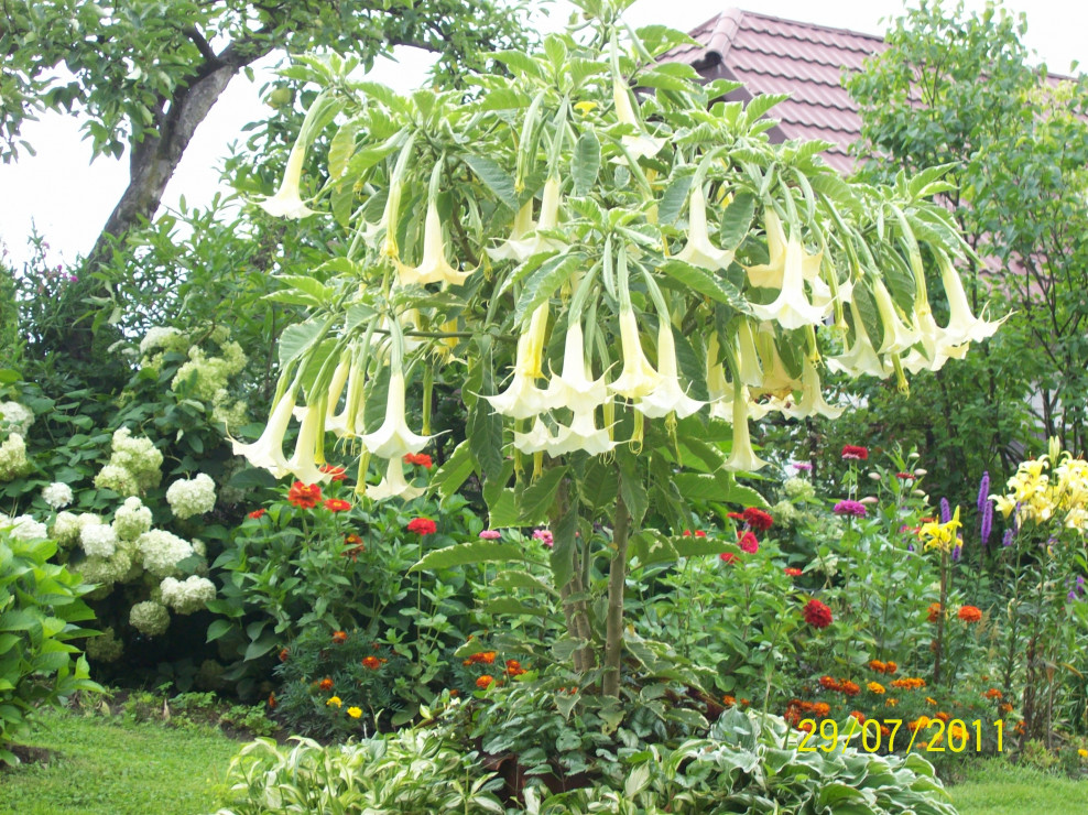 Datura czyli bieluń – anielskie trąby
Piękne rośliny o dużych efektownych  pachnących kwiatach, lubią dużo wody i nawozy azotowe.
