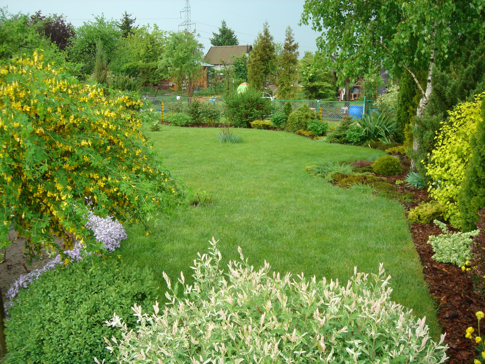 Dość spory trawnik otoczony jest rabatami z różnorodnych krzewów i roślin. Tutaj karagana i kolorowa wierzba oraz fragment wrzosowiska z dorodna brzozą.