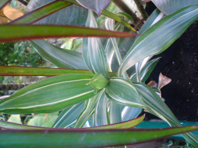 Dracena