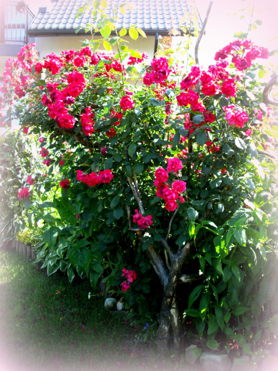 Drzewko różane, zrobione samodzielnie z konarów drzewa sosnowego i róży pnącej. Kwitnaca czerwona róża zachwyca swym zapachem i widokiem przec całe lato!