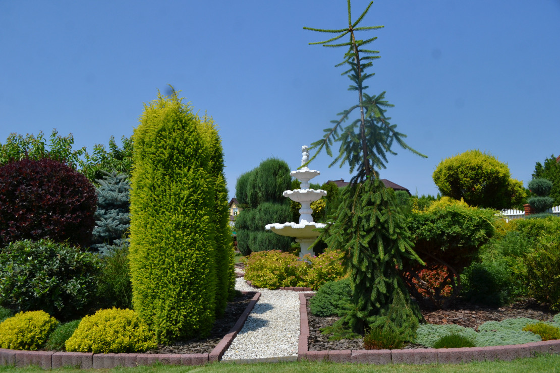 Jałowiec Złoty Kielich, Świerk Inversa i ogród centralny przy fontannie. 