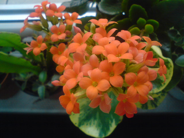 Kalanchoe