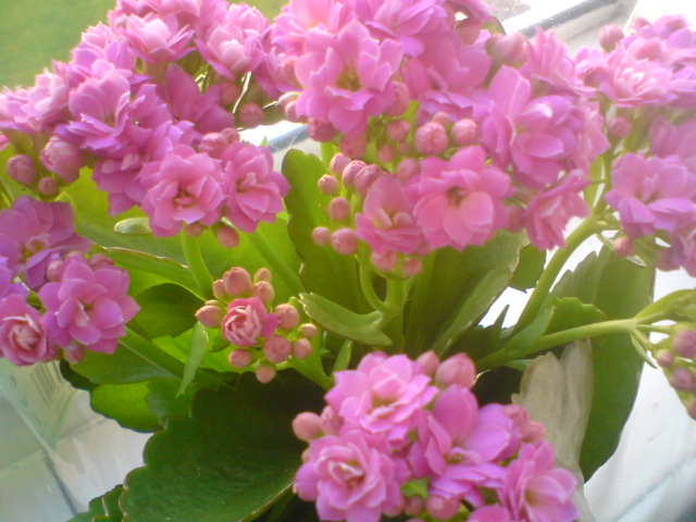 Kalanchoe